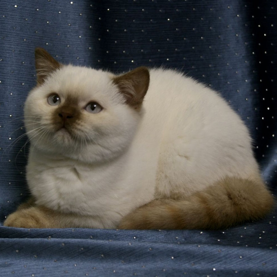 Myata British Shorthair female, cinnamon tortie pointed
