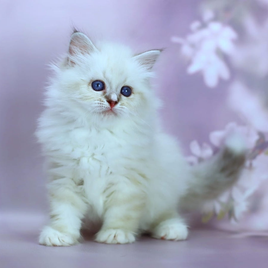 Gala Siberian female, black silver with white tabby pointed