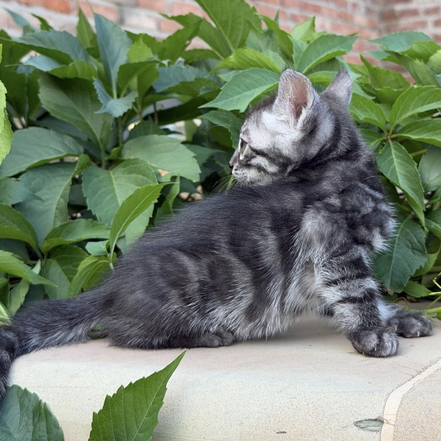 Christian Bengal male, black silver spotted tabby