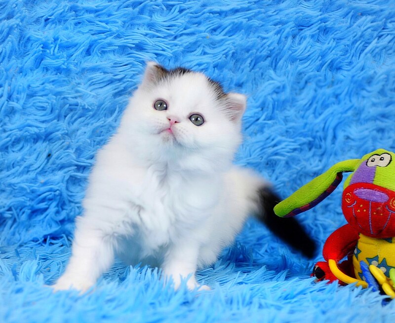 Eddi Scottish Straight male black tabby harlequin live animals