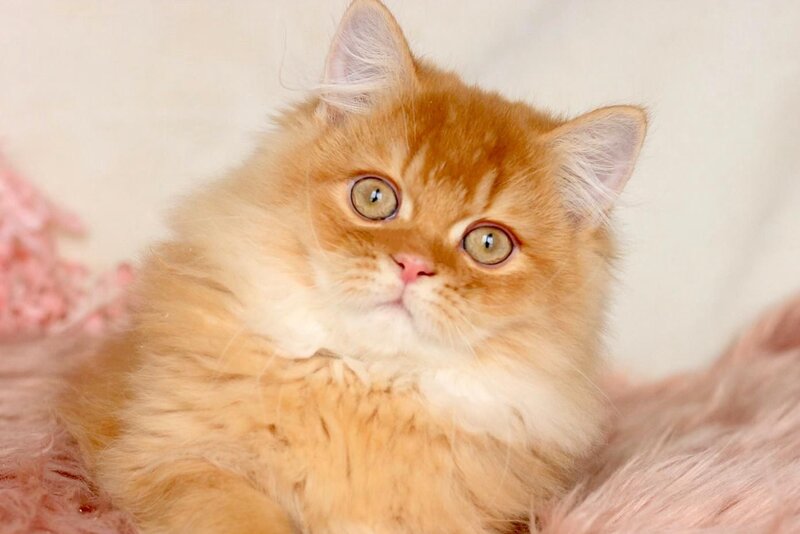 Jak British Shorthair male, red golden chinchilla