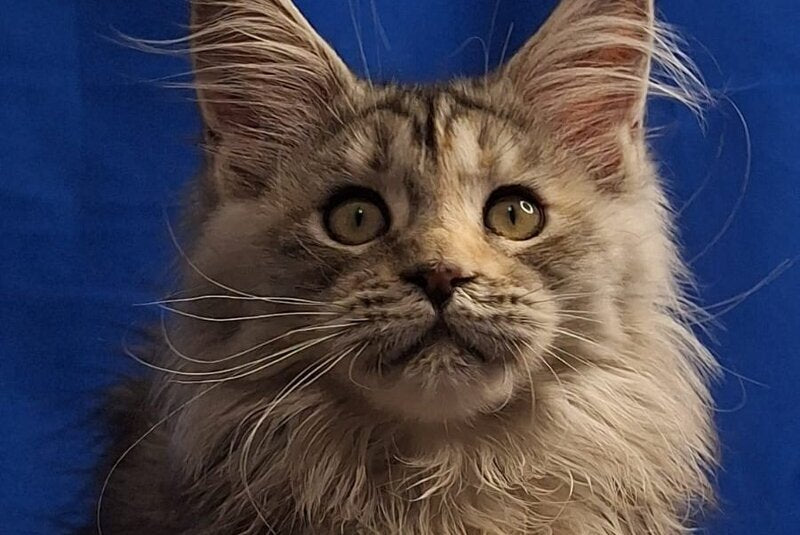 Linda Maine Coon female, black tortie silver tabby