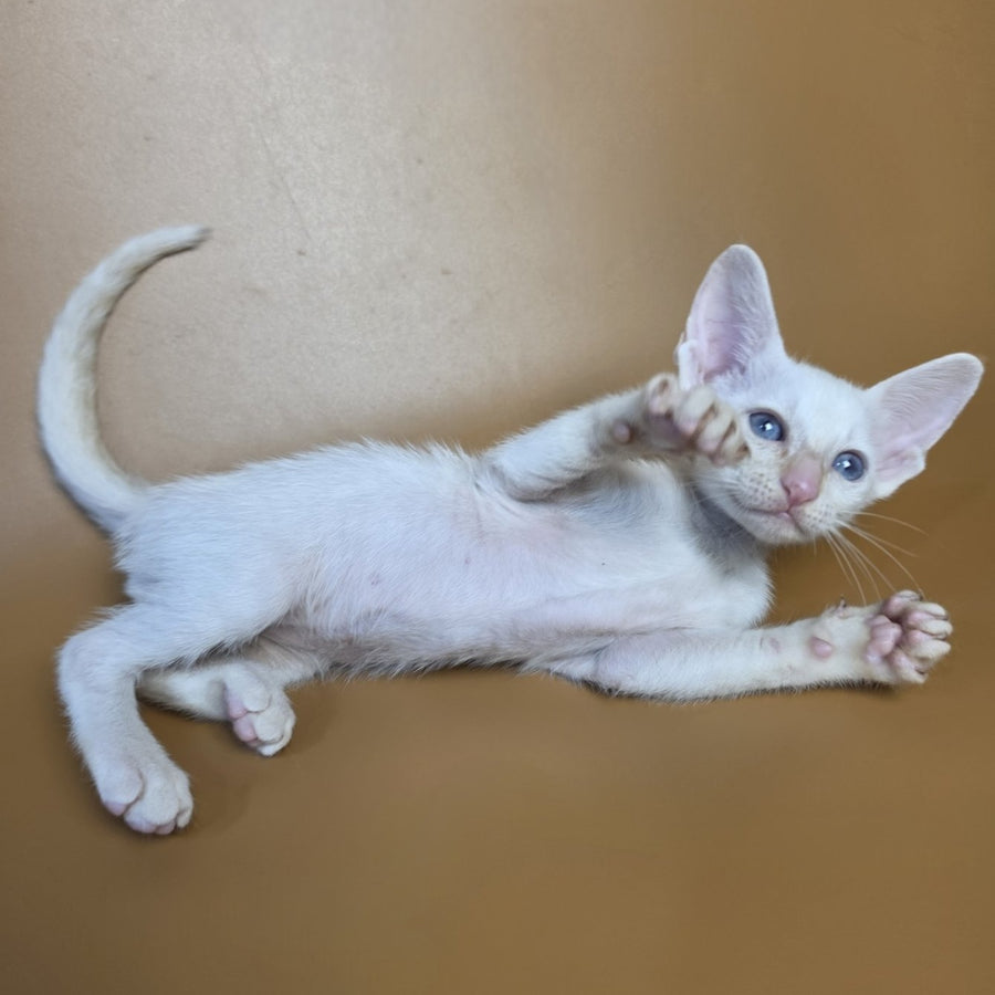 Eclair Siamese male, red