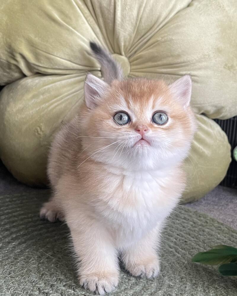 Wishenka British Shorthair female black golden ticked tabby - live animals