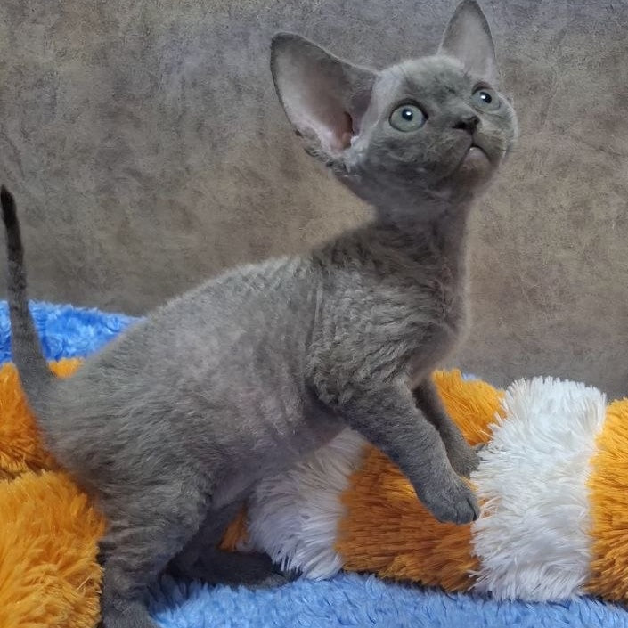 Felix Devon Rex male, blue
