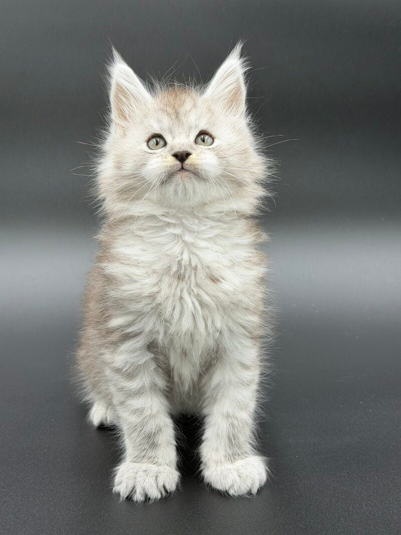 Ronald Maine Coon polydactyl male black silver spotted tabby - live animals