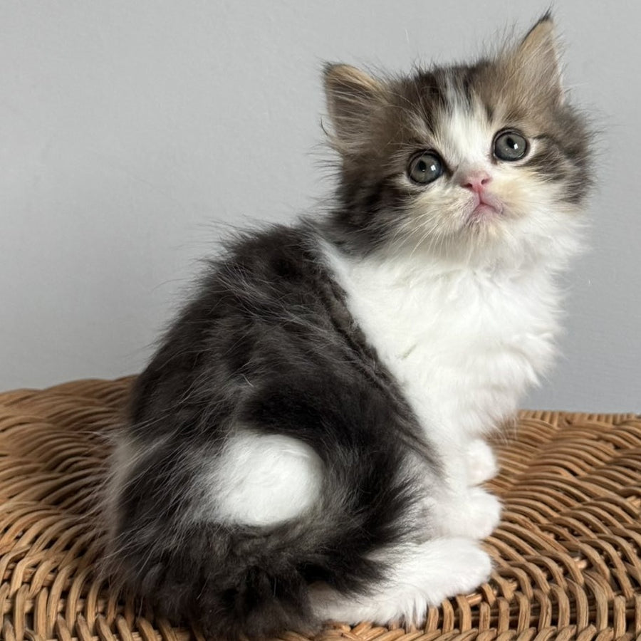 Kipish Scottish Straight male, black tabby bicolour