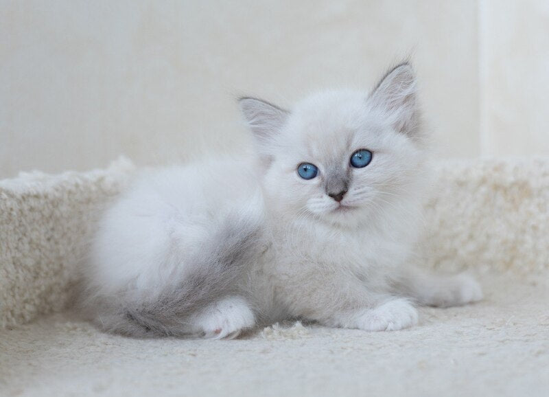 Honey Siberian female, blue with white tabby pointed