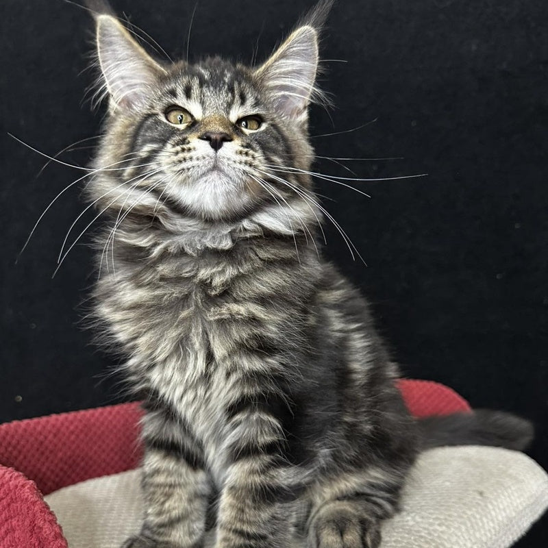 Casper Maine Coon male, black tabby