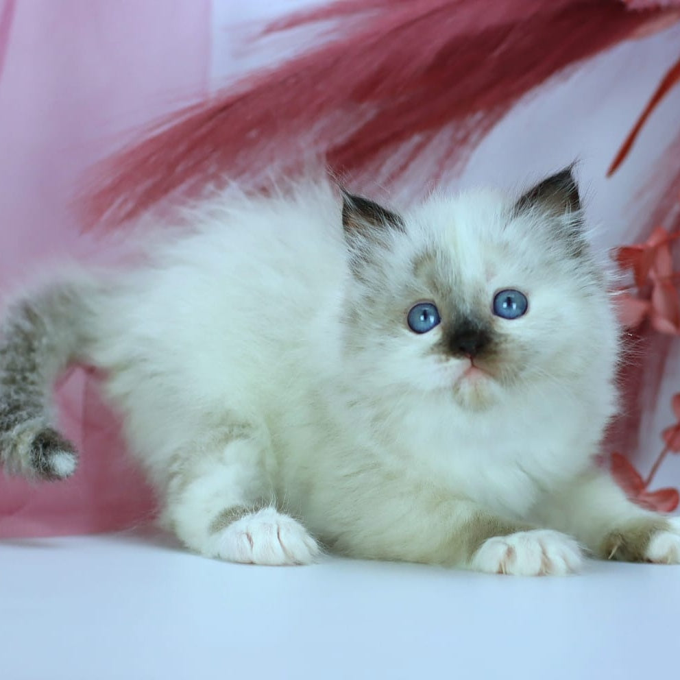 Ivori Siberian female, black tortie with white pointed