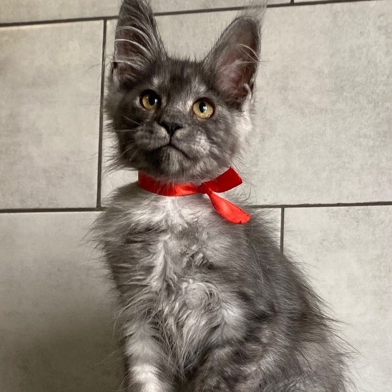 Udmurtia Maine Coon female, black silver with white
