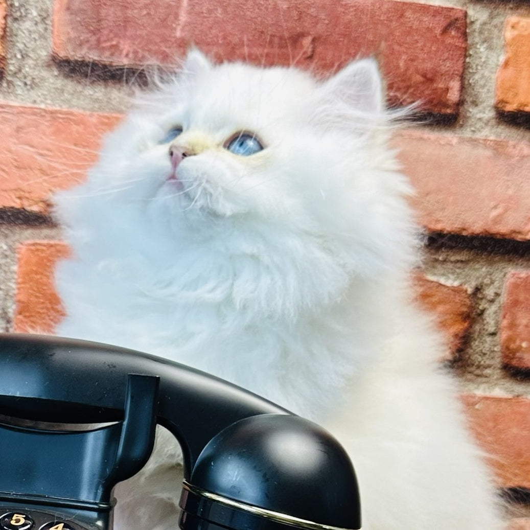Imperial Leo British Longhair male, blue golden chinchilla