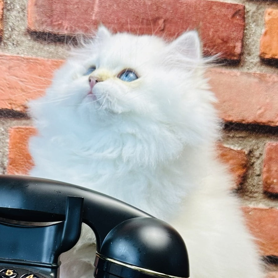 Imperial Leo British Longhair male, blue golden chinchilla