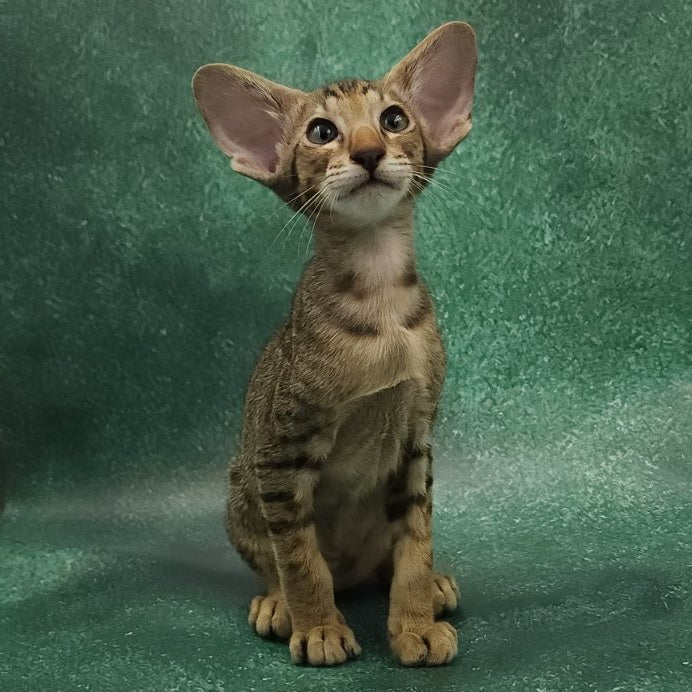 Azur Oriental Shorthair male, black spotted tabby