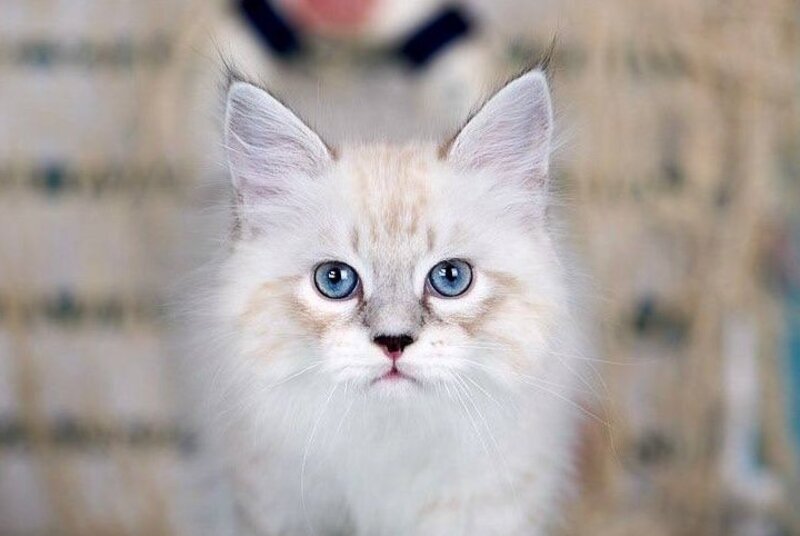 Don Juan Siberian male black silver with white tabby pointed - live animals