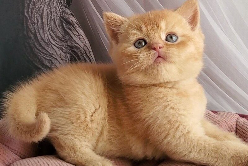 Urban British Shorthair male, red