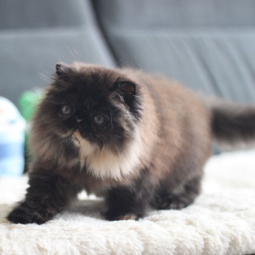 Cintia Persian female, black tortie