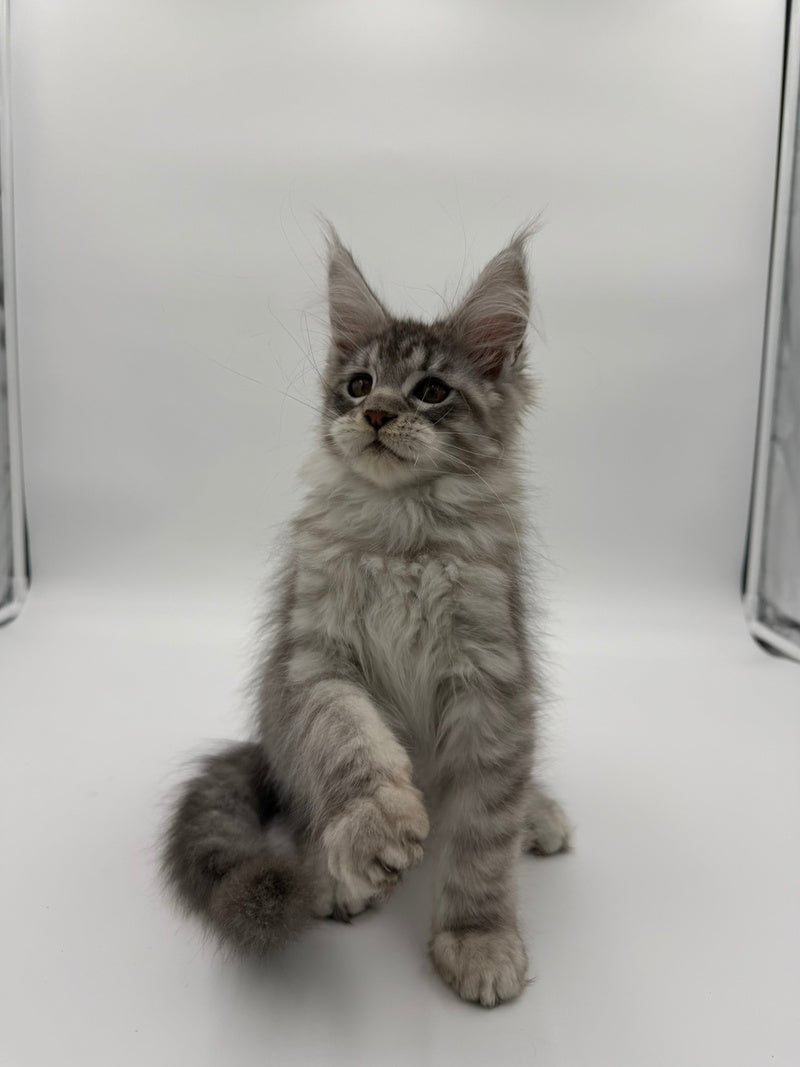 Kleo Maine Coon male black silver tabby - live animals