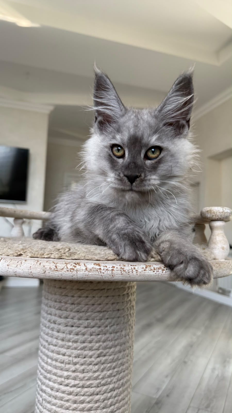Pirat Maine Coon male, black silver