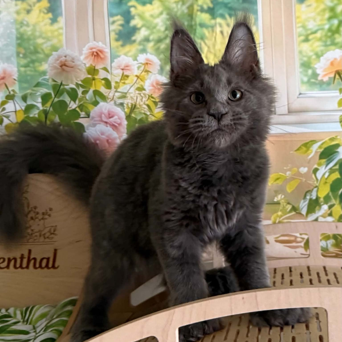 Yeremey Maine Coon polydactyl 6x6x6x6 male, blue