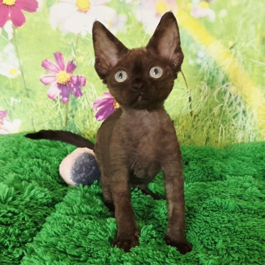 Irma Devon Rex female, chocolate