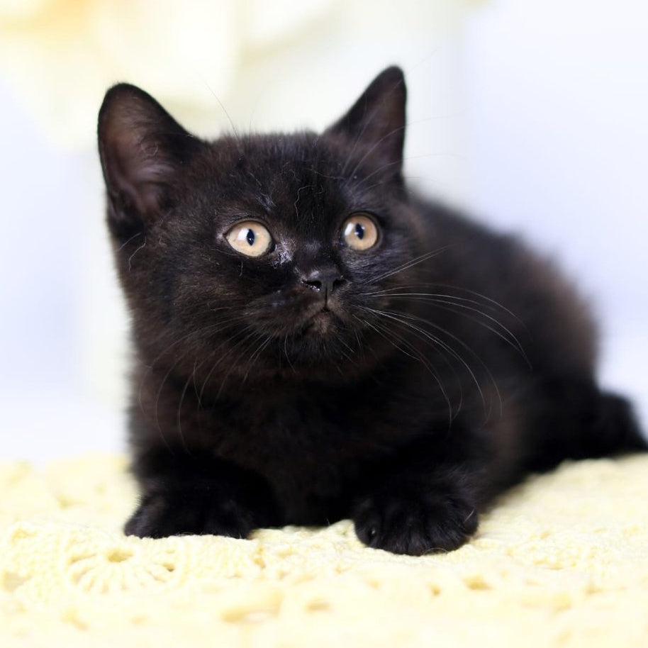 Yanka British Shorthair female, black