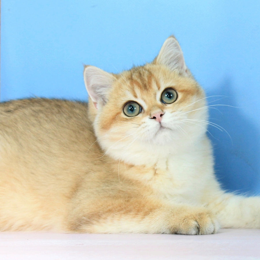 Quentin British Shorthair male, black golden shaded