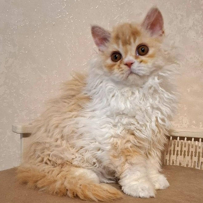 Platosha Selkirk Rex male, red silver bicolour