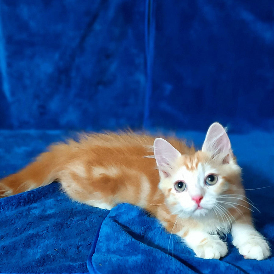 Еlizabet Siberian female, red with white tabby