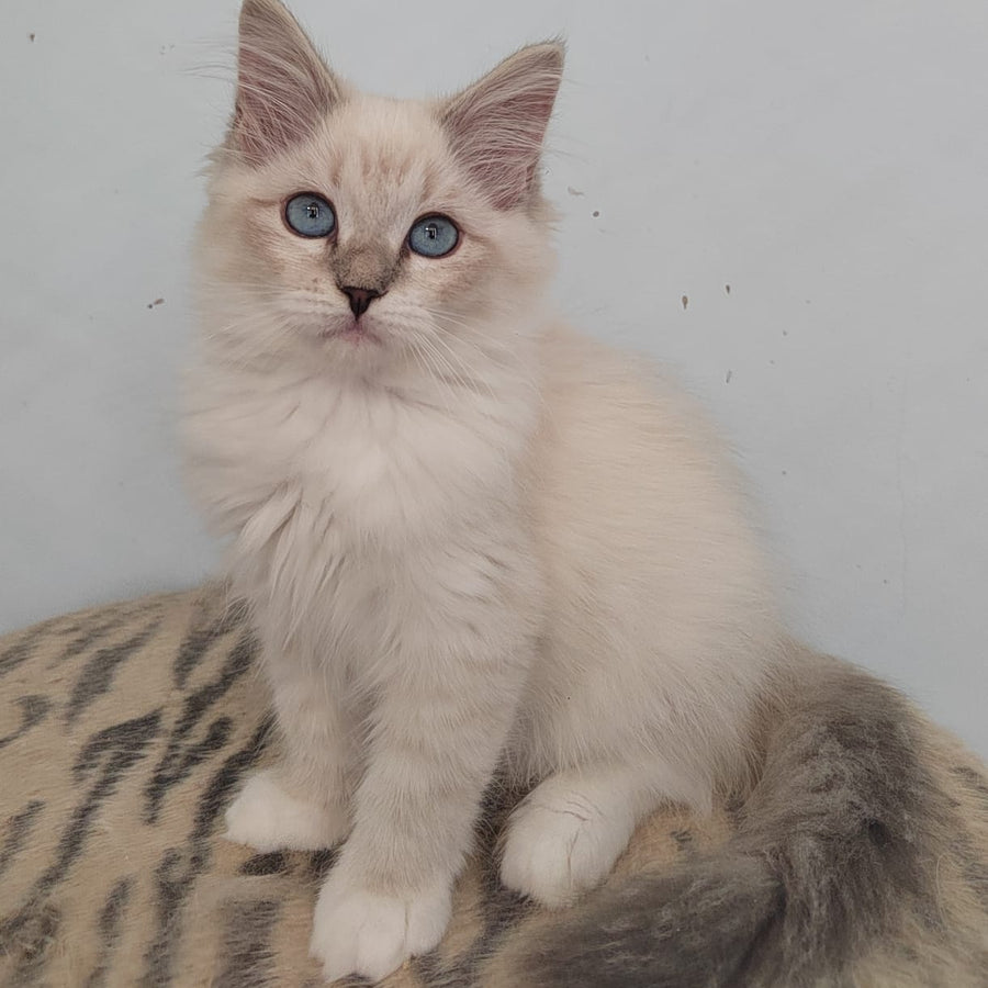 Juju Siberian female, blue tabby pointed bicolour