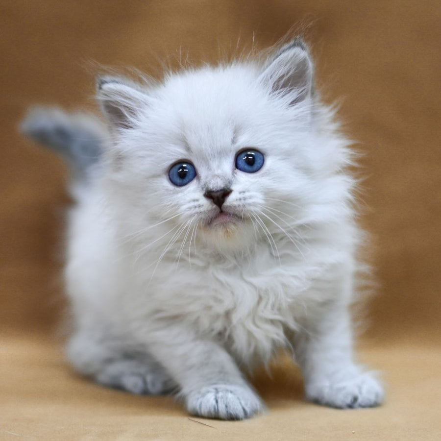 Geizer Neva Masquerade male, blue tabby pointed