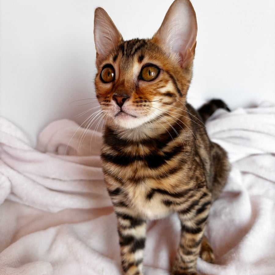 Deizi Bengal female, black spotted tabby