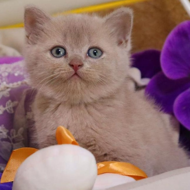 Cake British Shorthair male, fawn