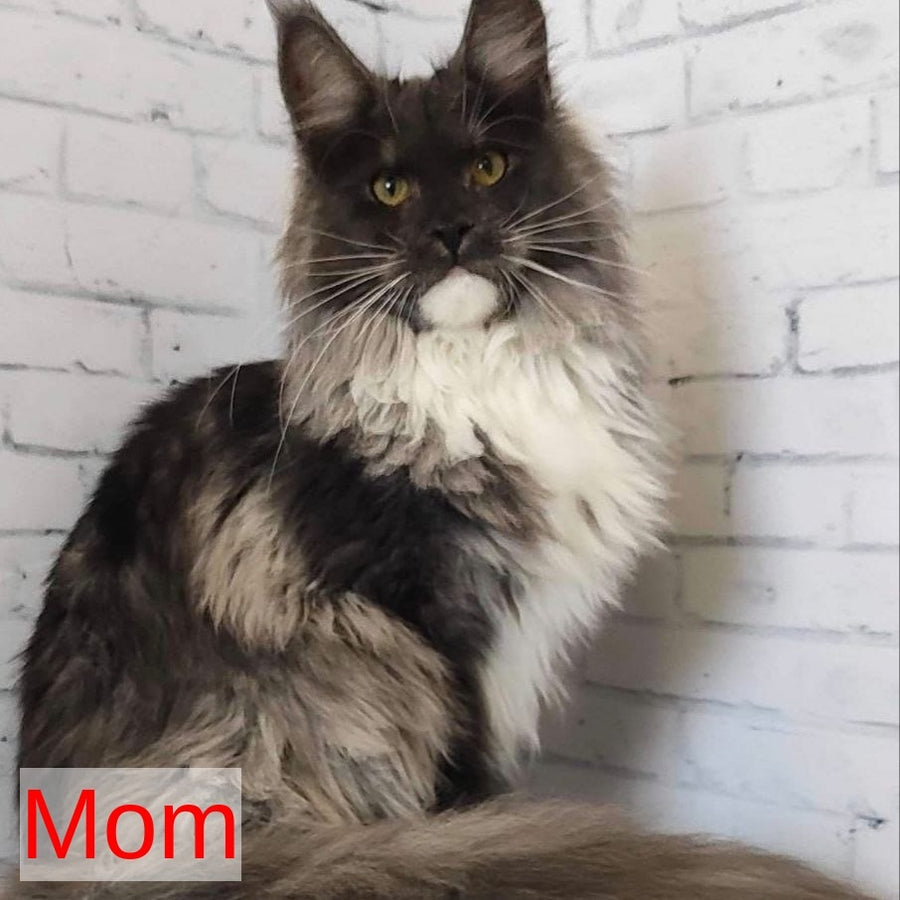 Jaguar Maine Coon male, blue silver tabby
