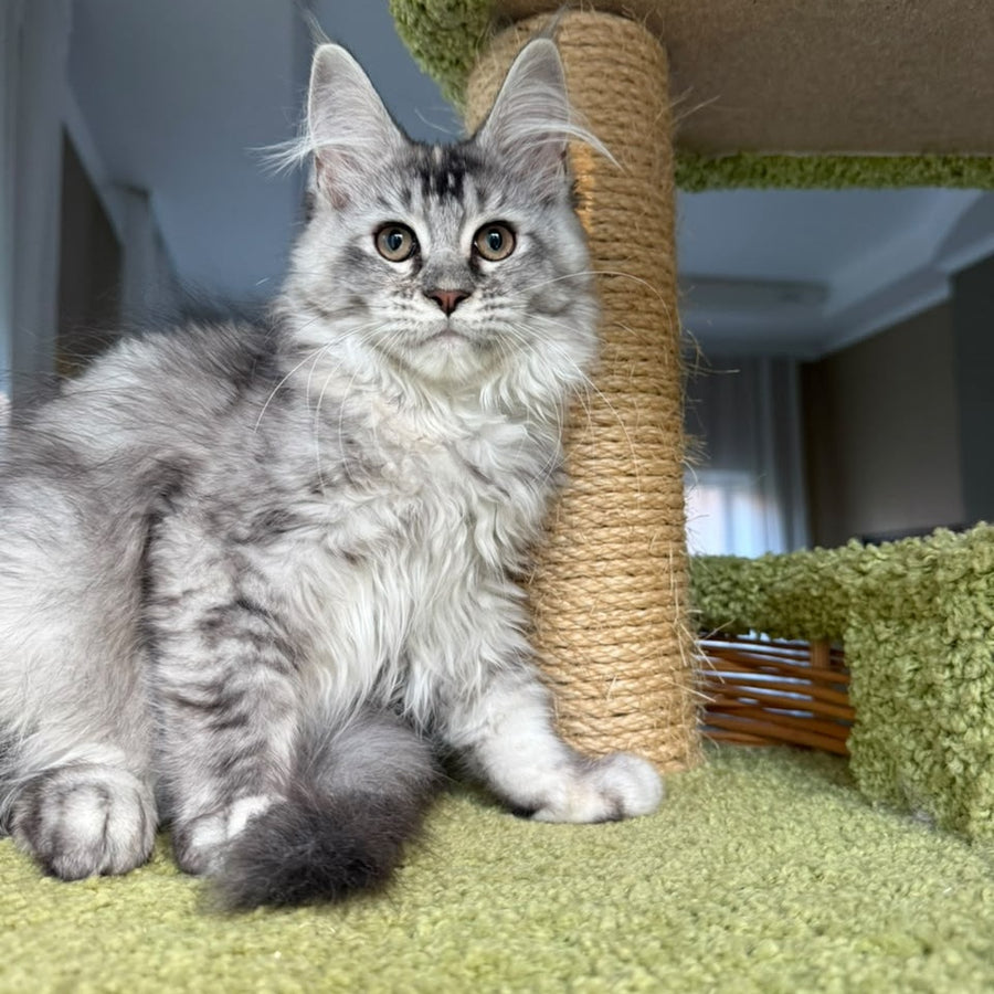 Juliet Maine Coon female, black tortie silver ticked tabby