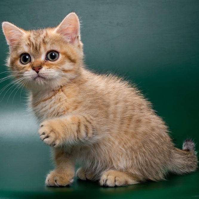 Gerd British Shorthair male, black golden spotted tabby