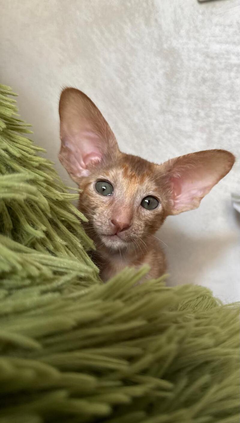 Luna Oriental Shorthair female cinnamon tortie - live animals