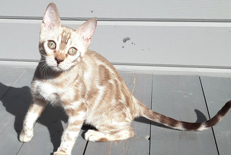 Moty Bengal male, black spotted tabby pointed