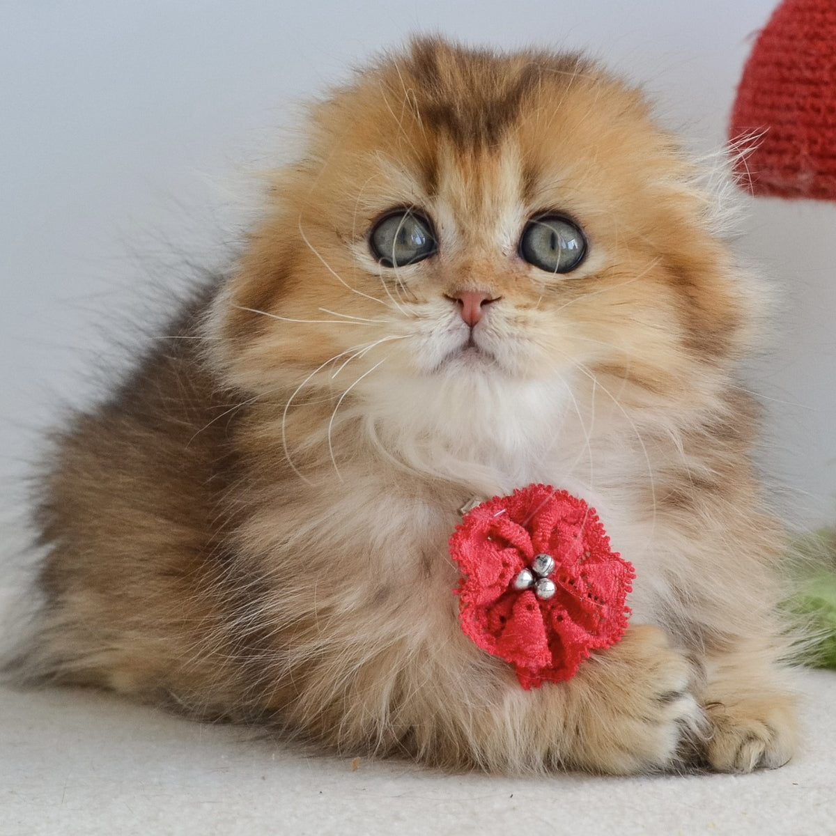 Henny Munchkin female, black golden ticked tabby