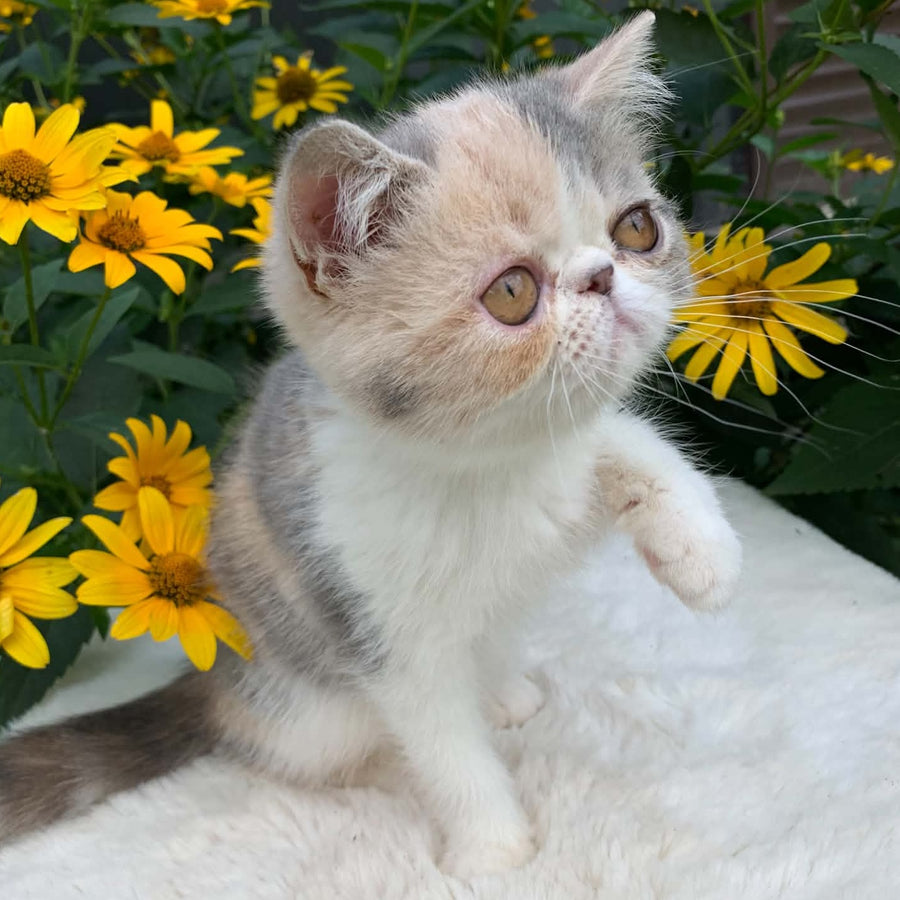 Milashka Exotic female, blue tortie tabby bicolour