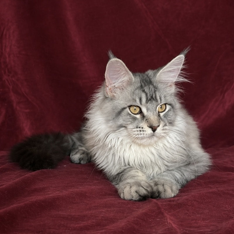Hoarfrost Maine Coon male, black silver ticked tabby