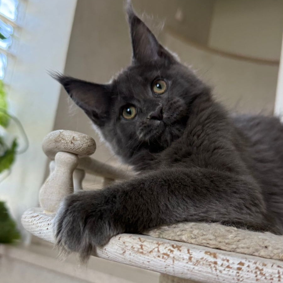 Jina Maine Coon female, blue silver with white