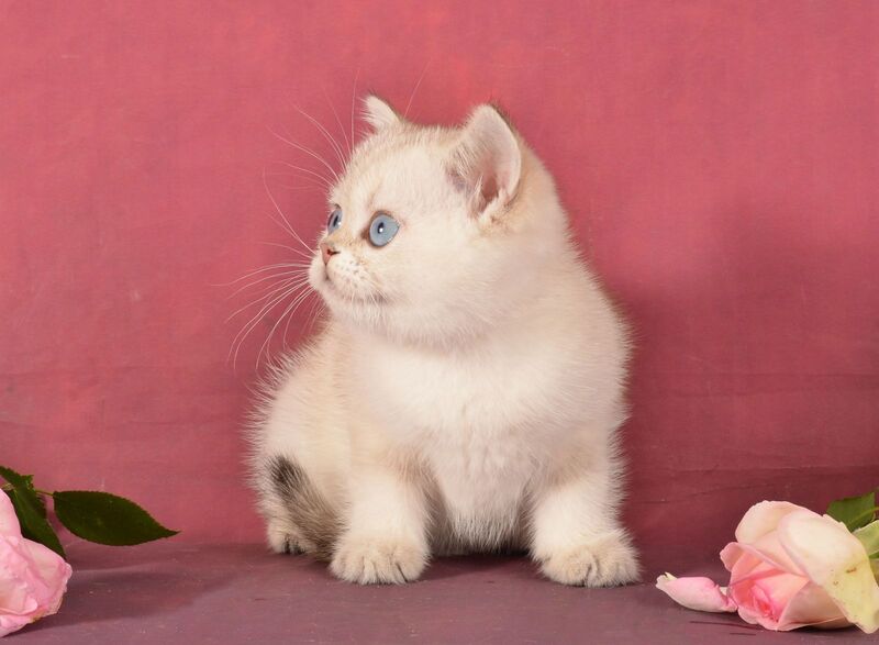 Princess Scottish Straight female, black golden ticked tabby pointed