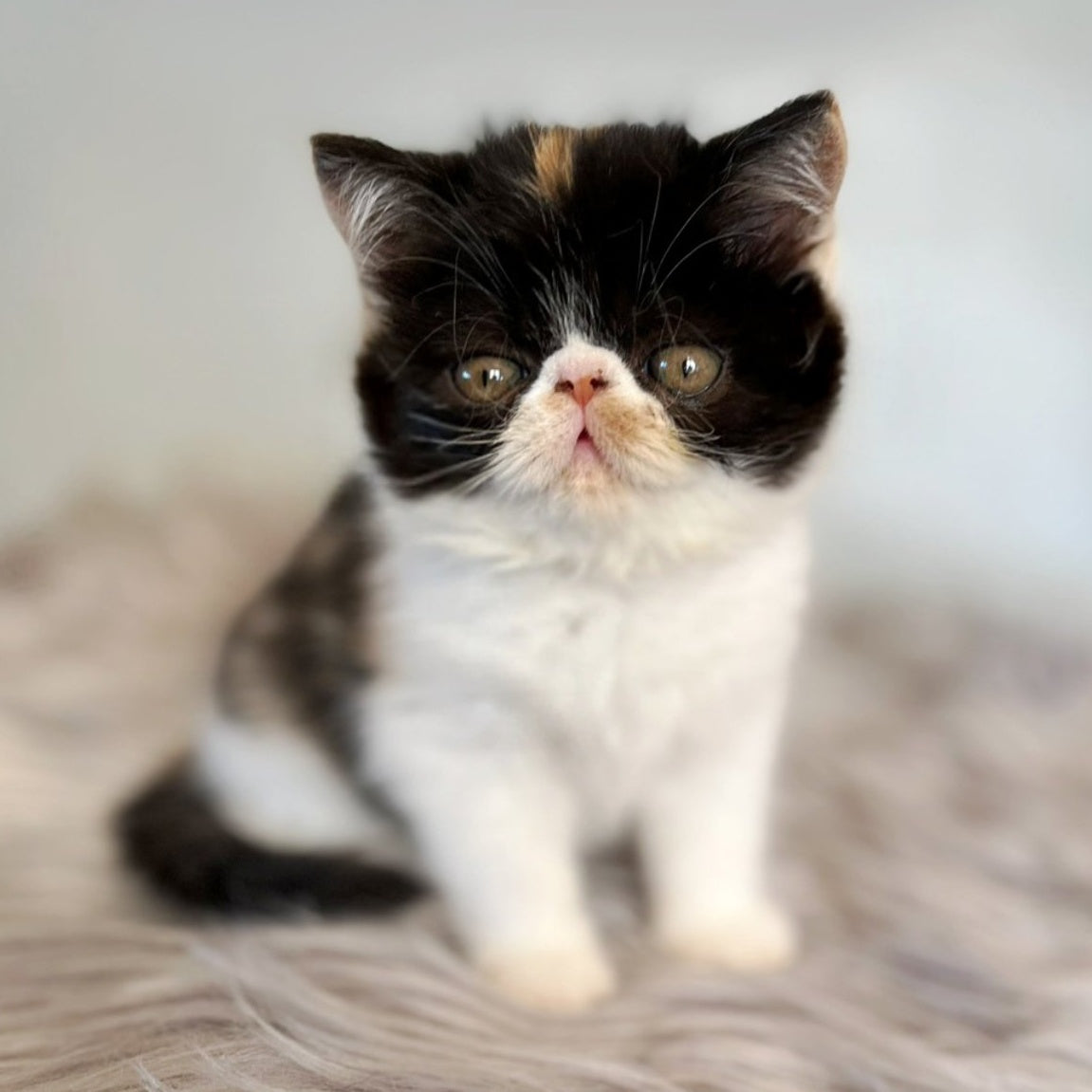 Coco Exotic female, black tortie bicolour