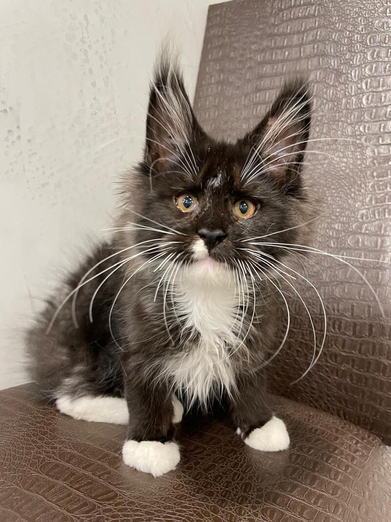Irik Maine Coon male, black with white