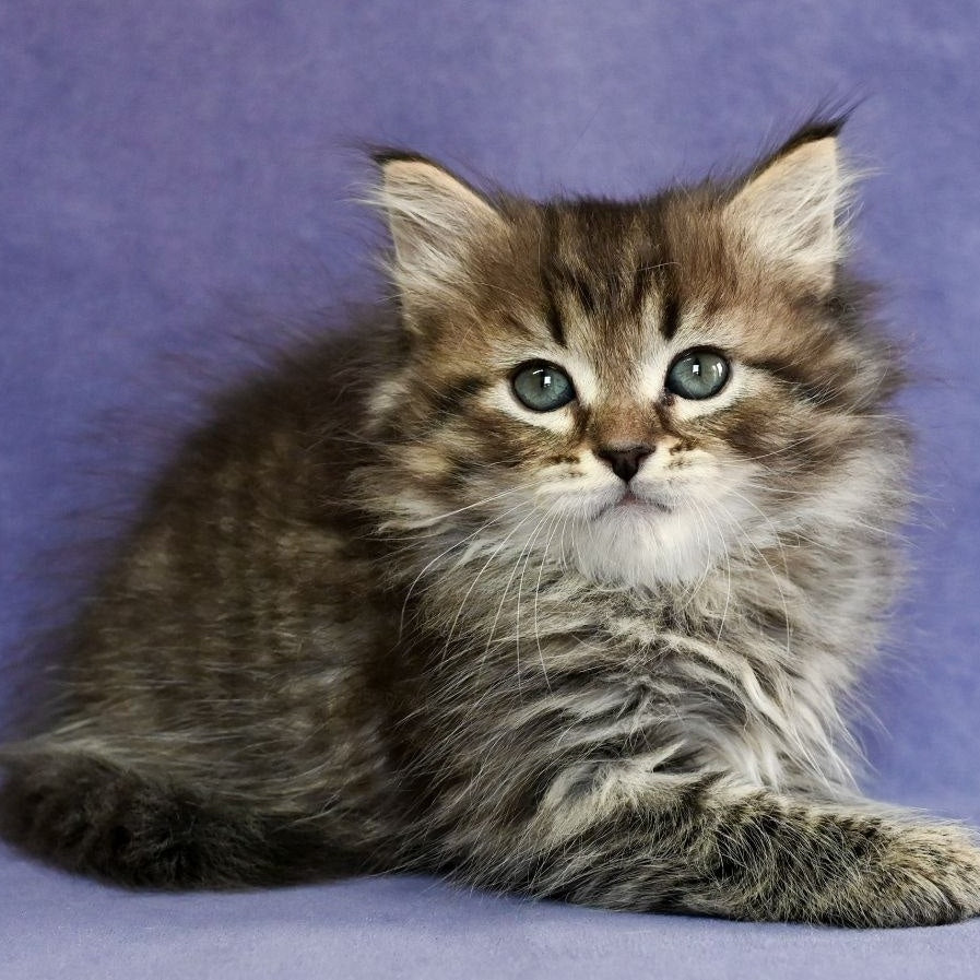 Ilusion Siberian male, black spotted tabby