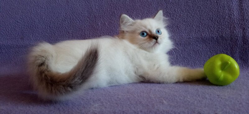 Caesar Neva Masquerade male, blue tabby