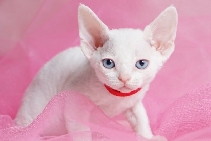 Naitiri Devon Rex female white - live animals