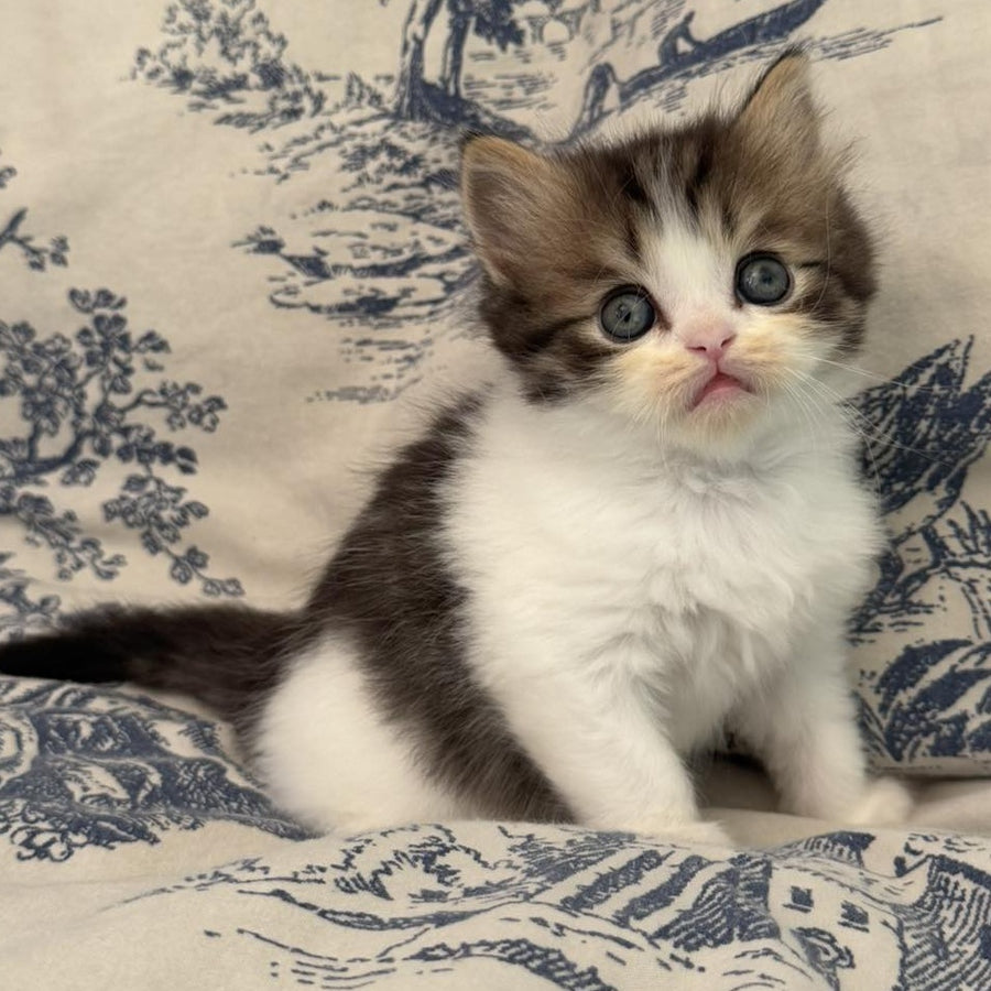 Kipish Scottish Straight male, black tabby bicolour