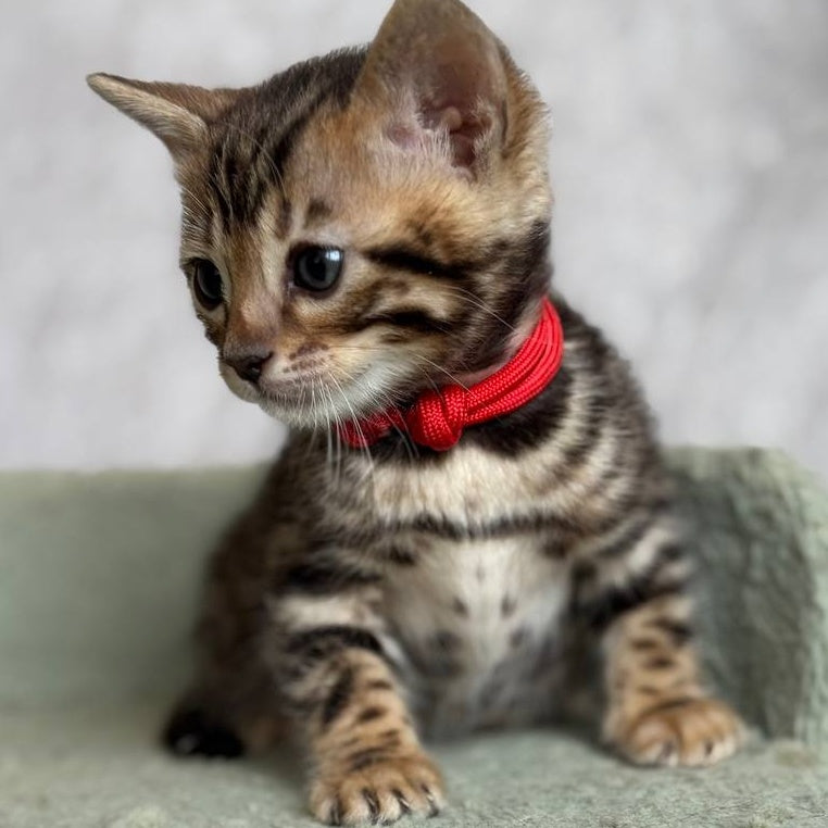 Estella Bengal female, black spotted tabby